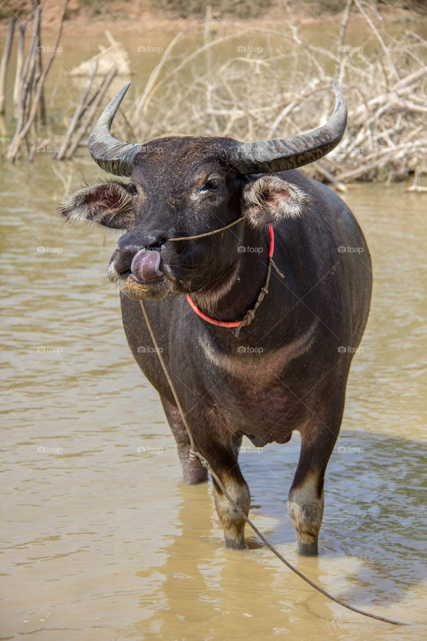 Water buffalo 