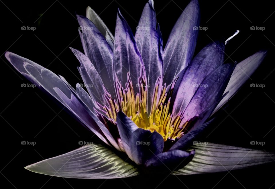 Iridescent Water Lily