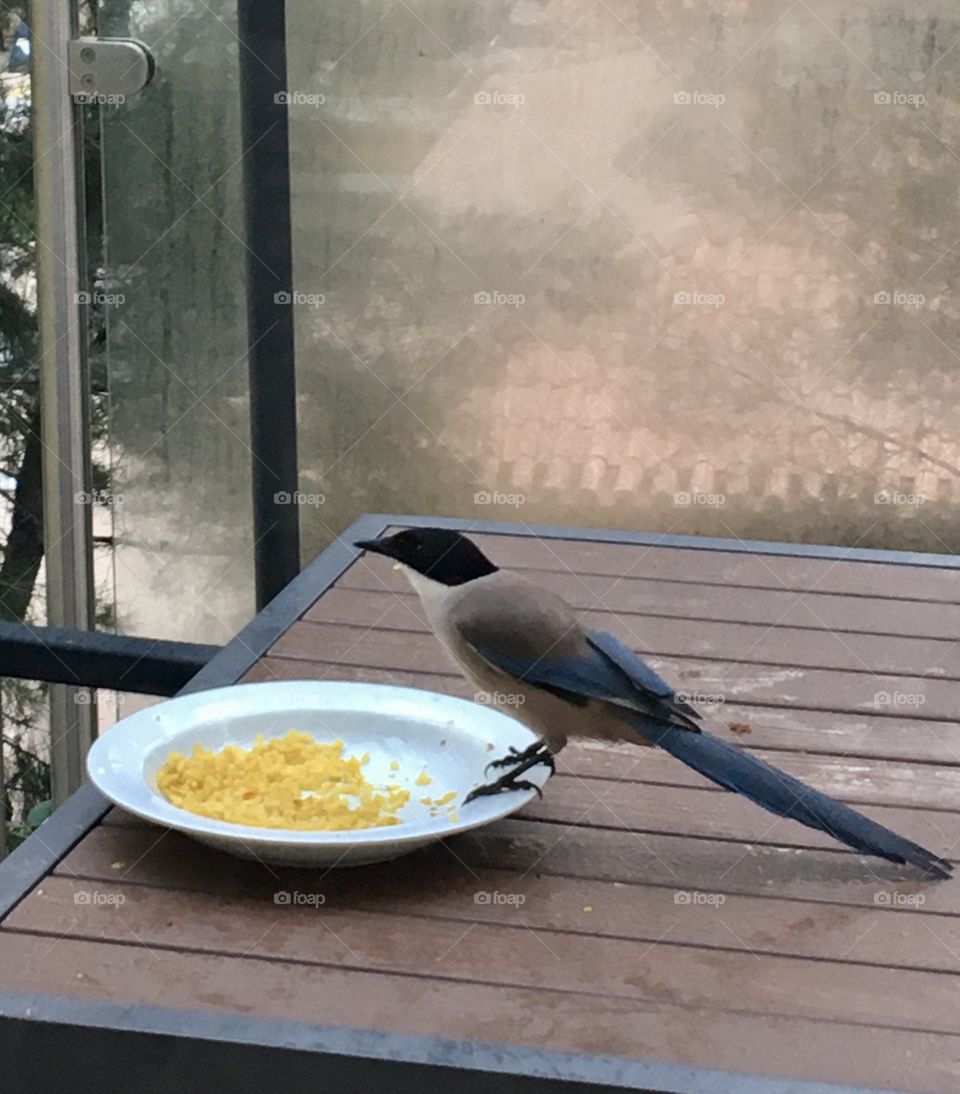 Iberica magpie