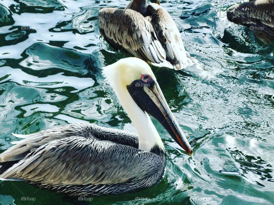 Pelican, Bird, Wildlife, No Person, Water