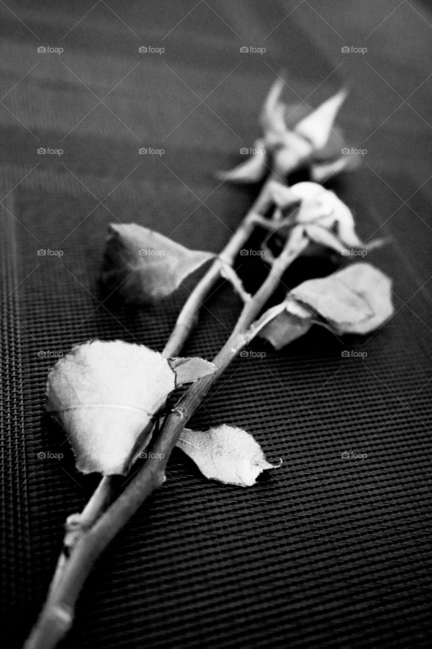 Black and white rose stem 