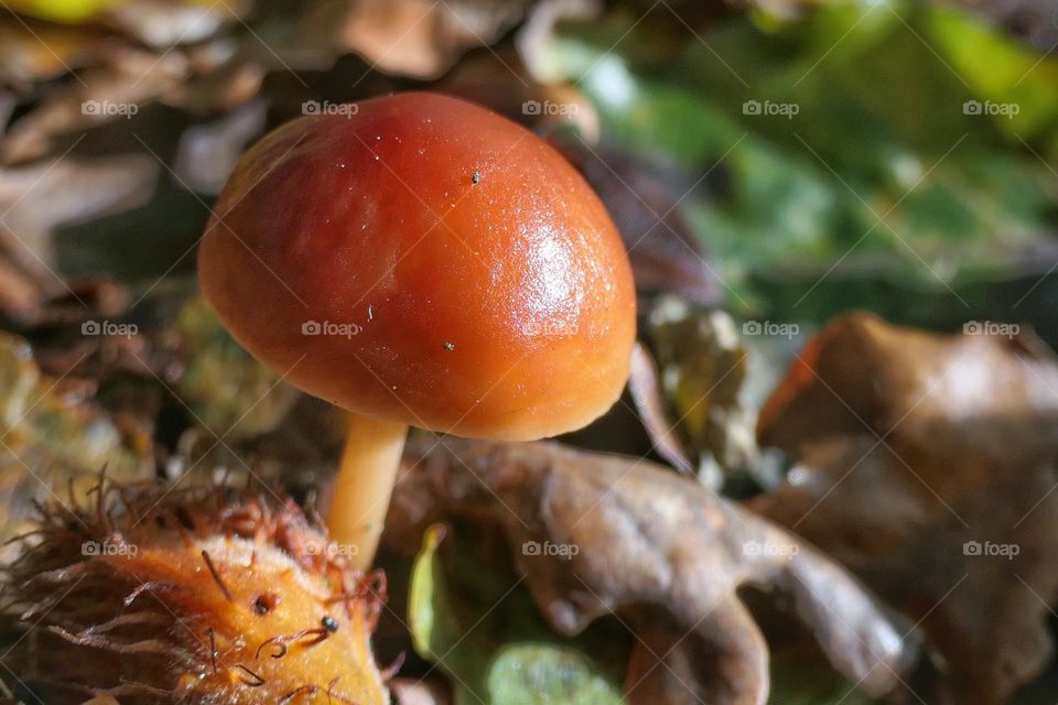 Little brown mushroom