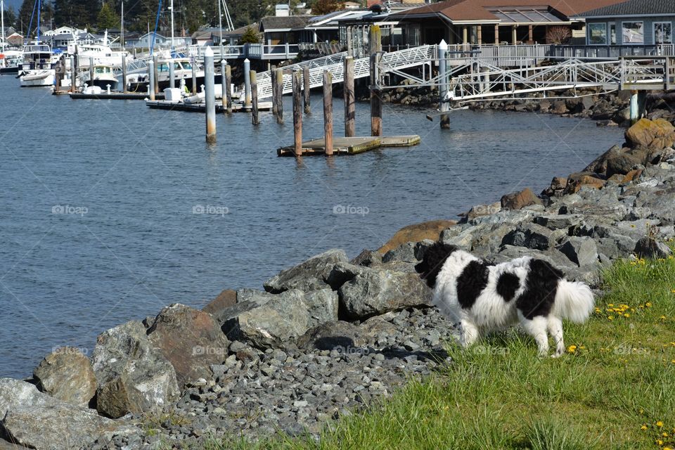 Dog and the marina