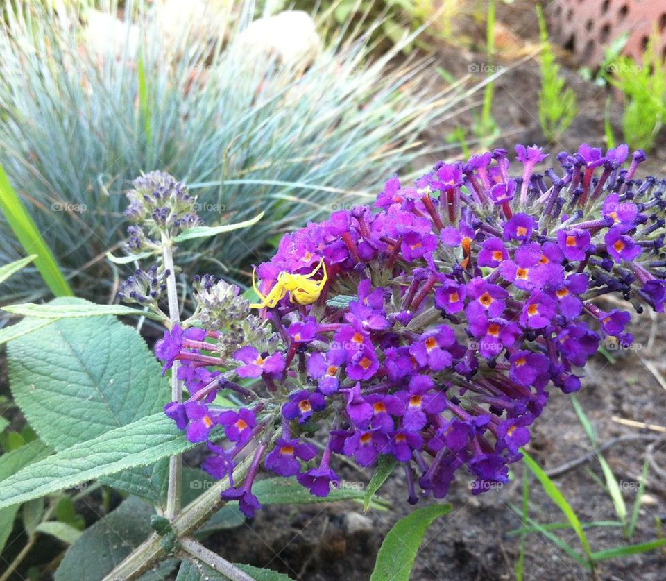 garden spider purple flower yellow spider by serenitykennedy