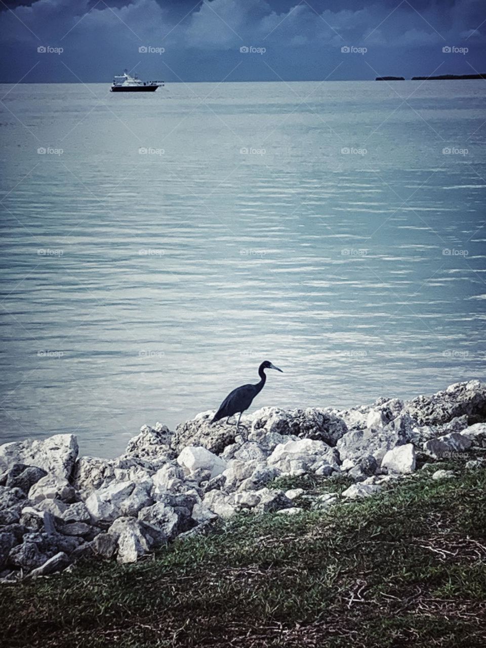 WATER BIRD ON THE EDGE