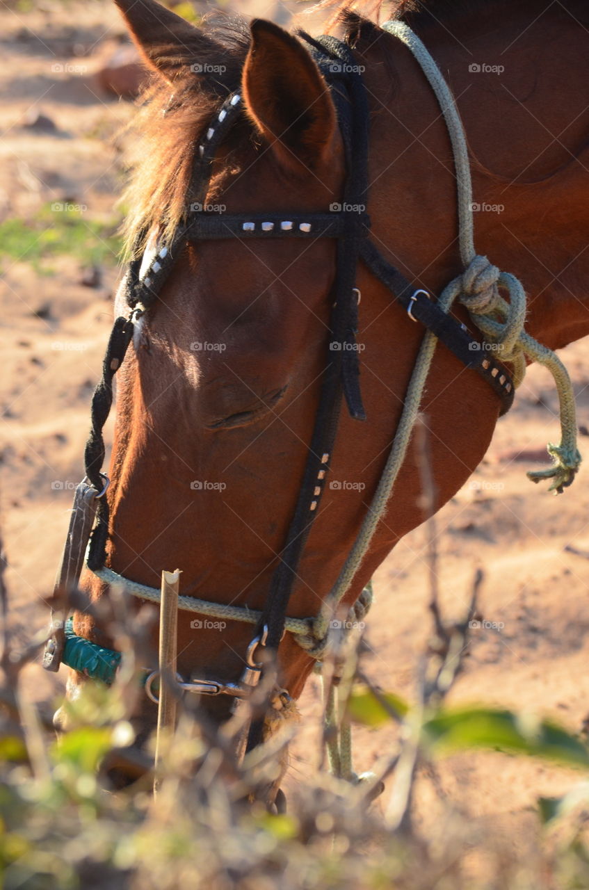 Head Brown horse eating 