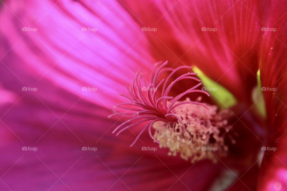 Pink hollyhock flower closeup