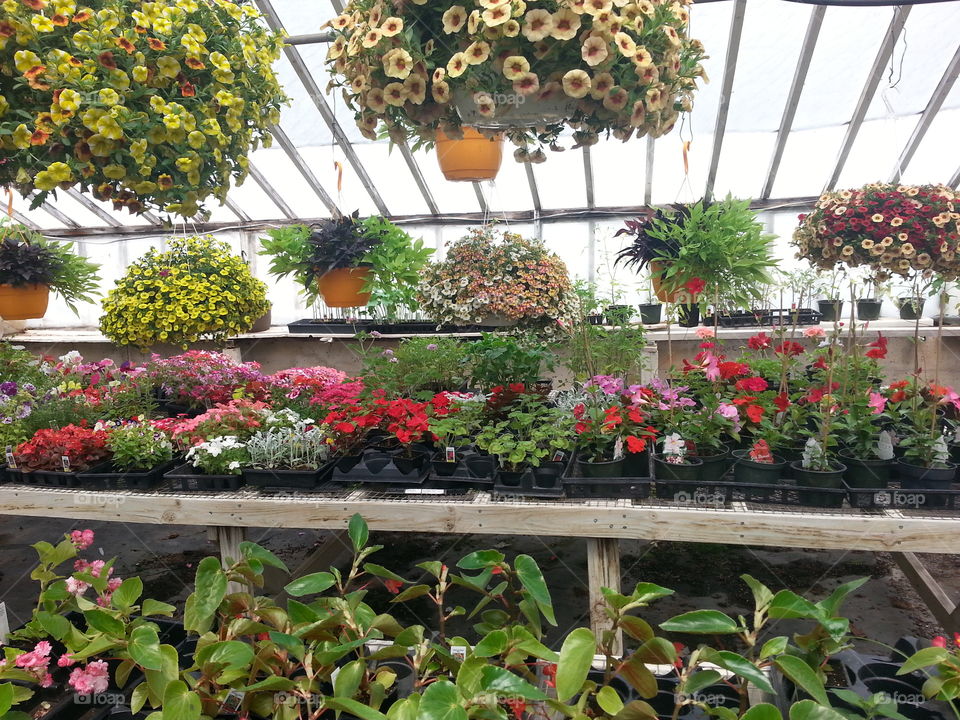 Flower, Garden, Greenhouse, Conservatory, Flora