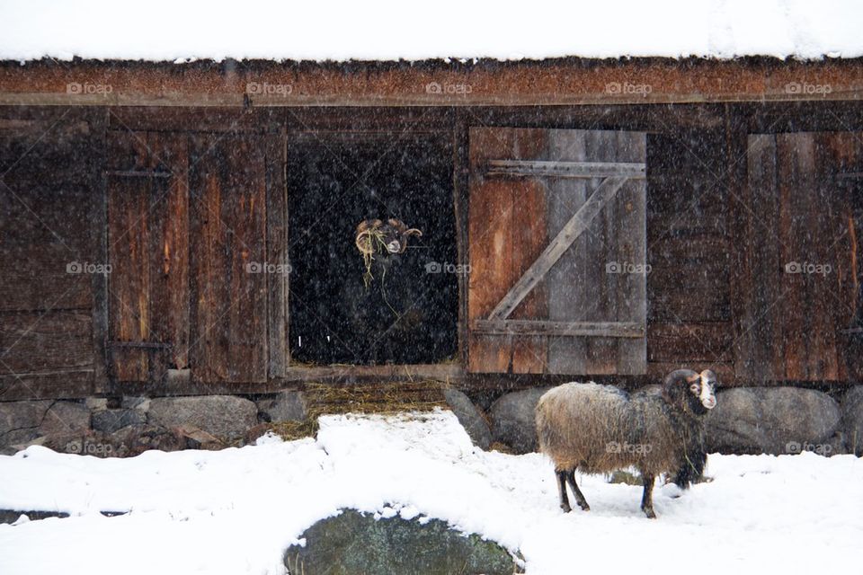 Sheep in the snow 