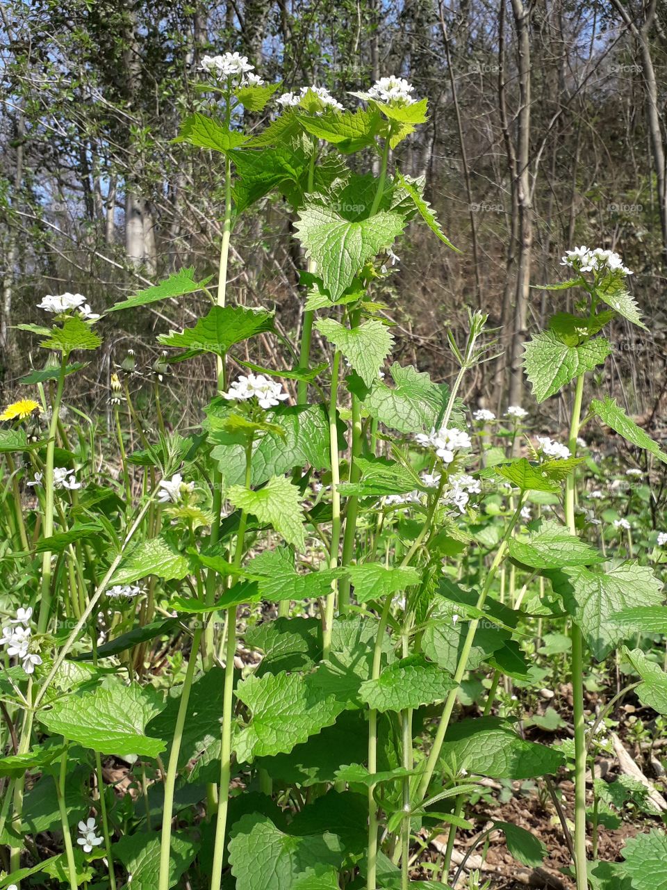 springtime in the wood
