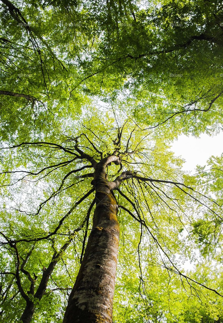 Green nature