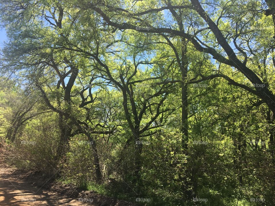 Forest in the spring 