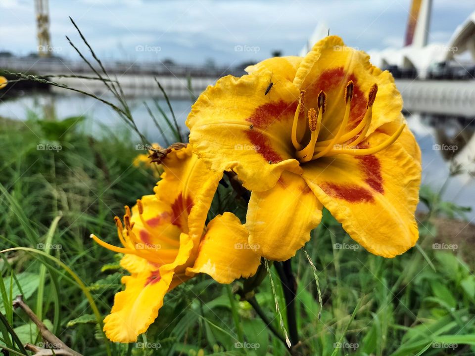 bright yellow flowers in the garden