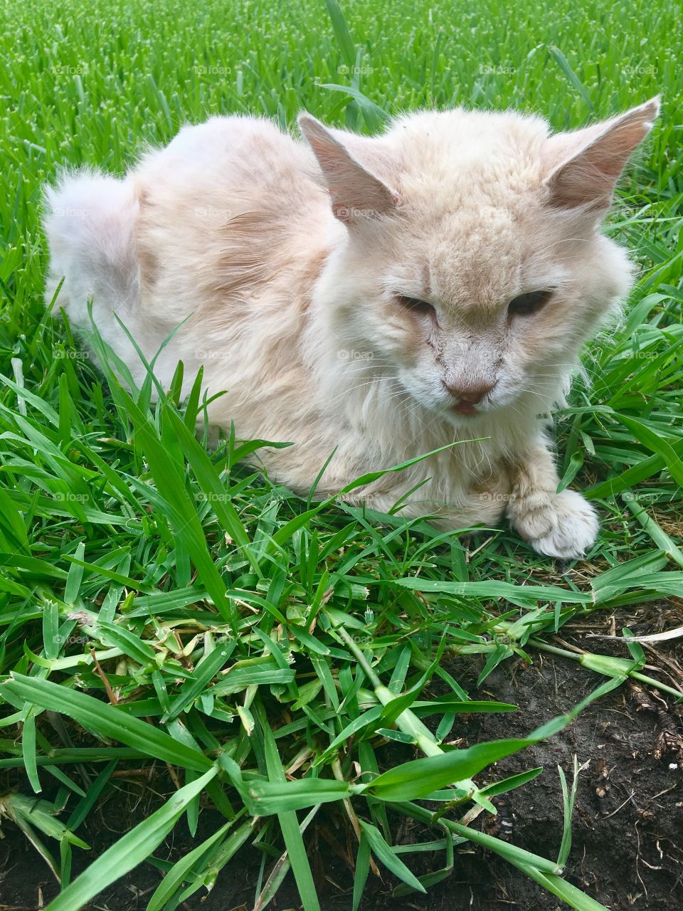 Kitty laying in grass 