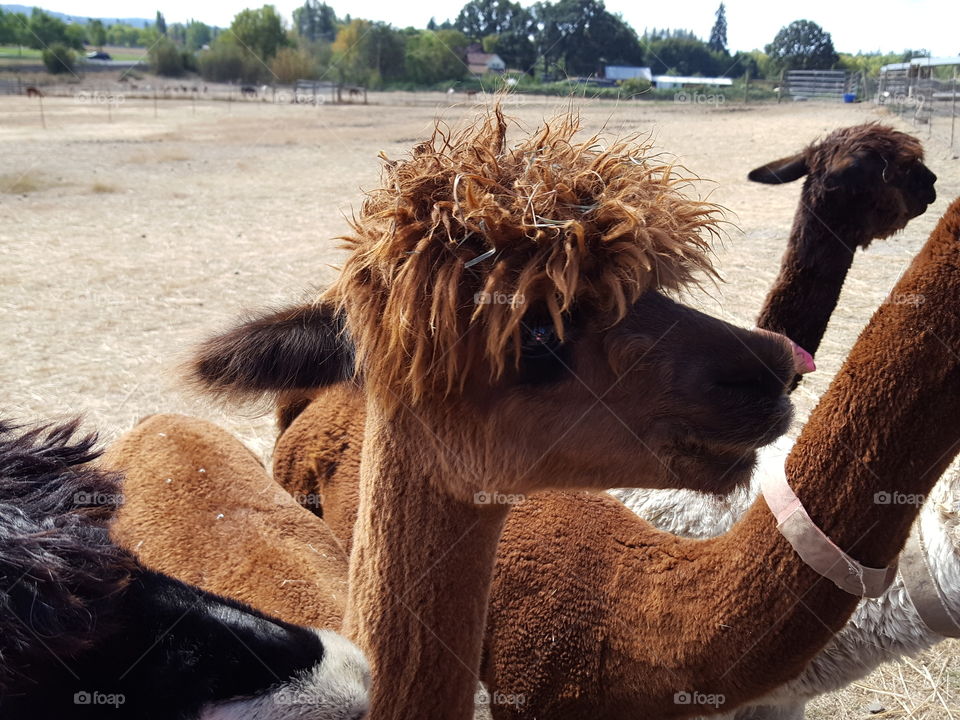 Side view of Alpacas