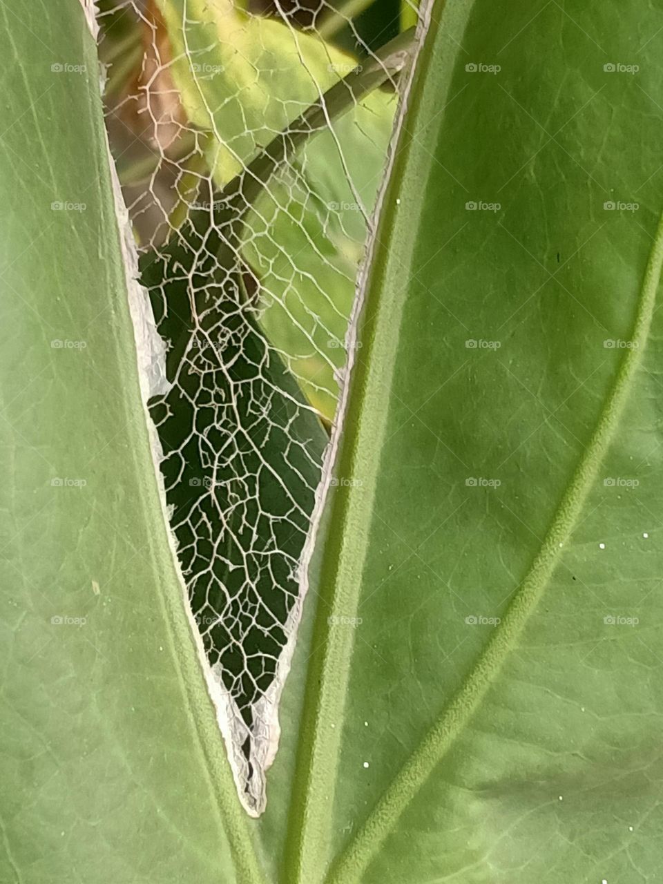 Perforated Leaf Anthurium