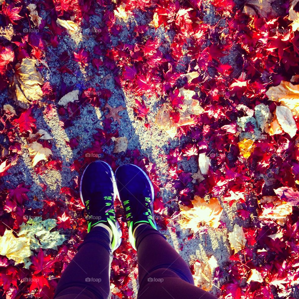 Fall run