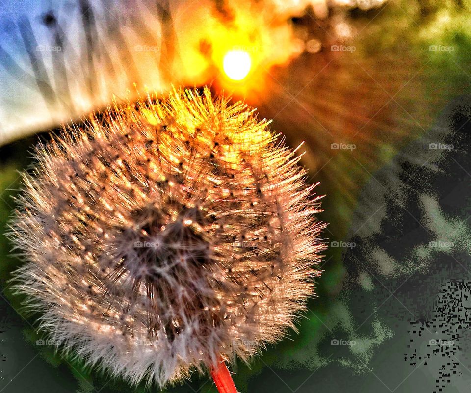 Dandelions in the evening sun