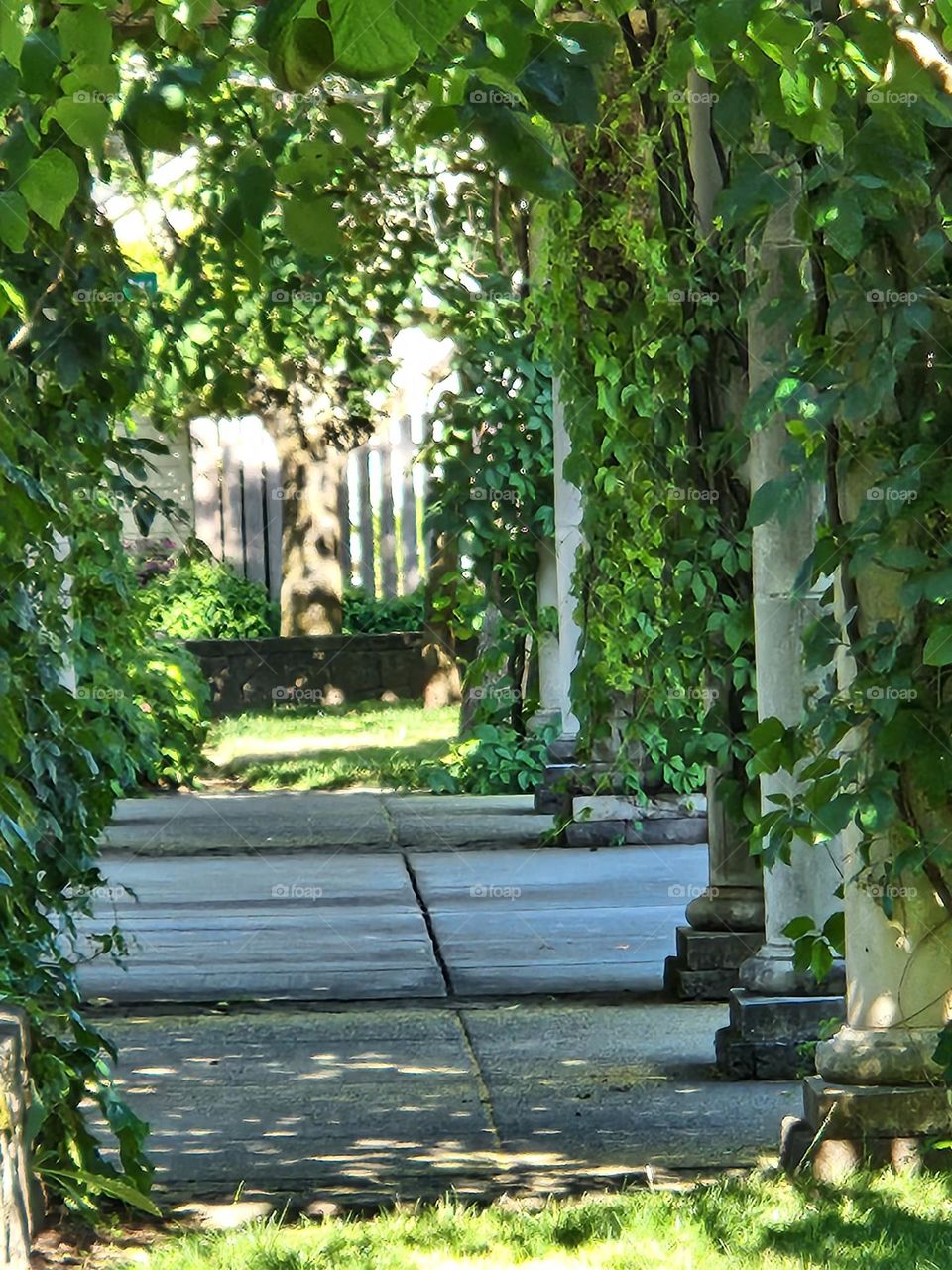 peaceful shady corridor path of white columns and green leaf curtains in Oregon park