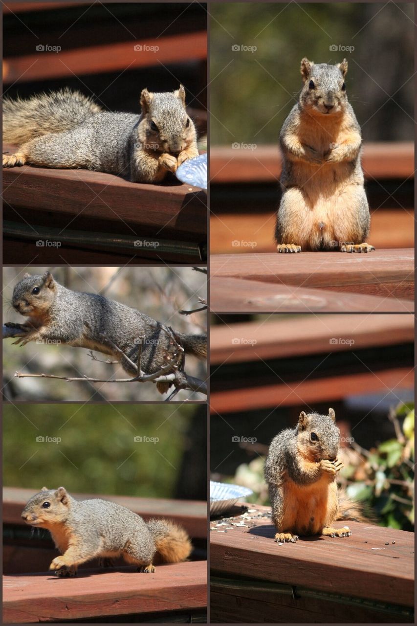 Squirrel Collage