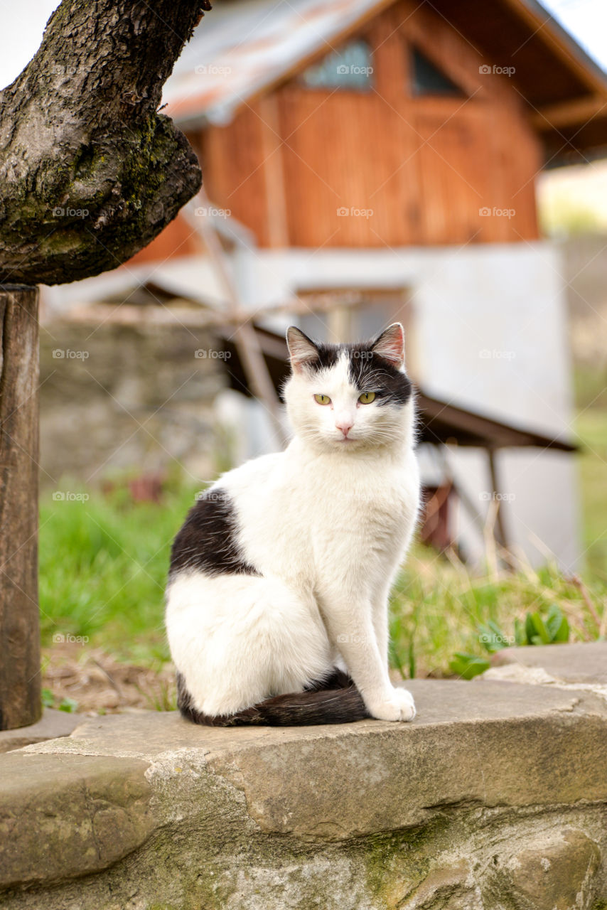 White cat