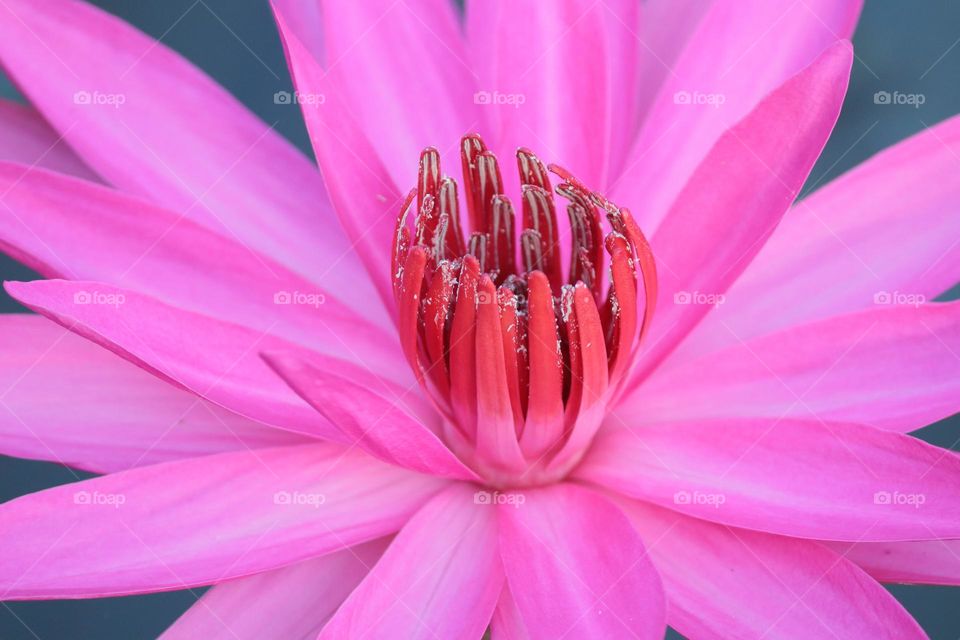 Close up view of a pink lotus with visible pattern and texture of the petals 