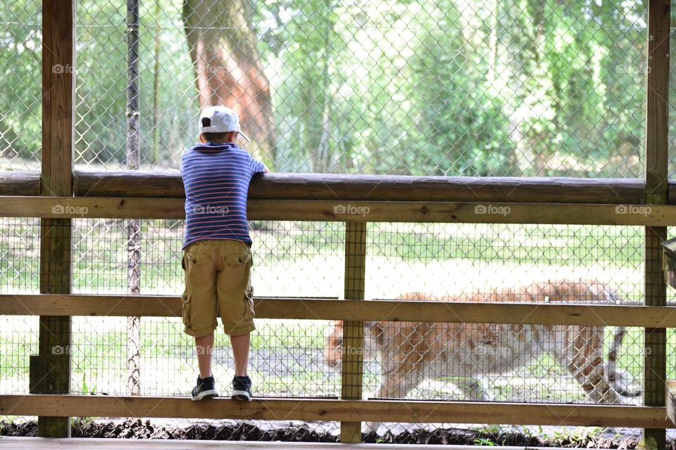 child gazing at a tiger