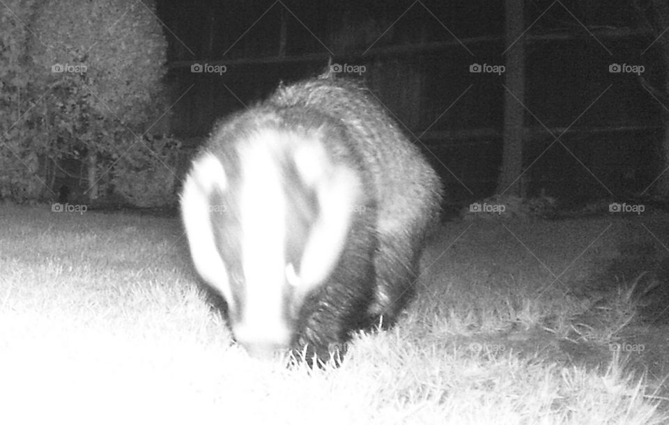 Badger