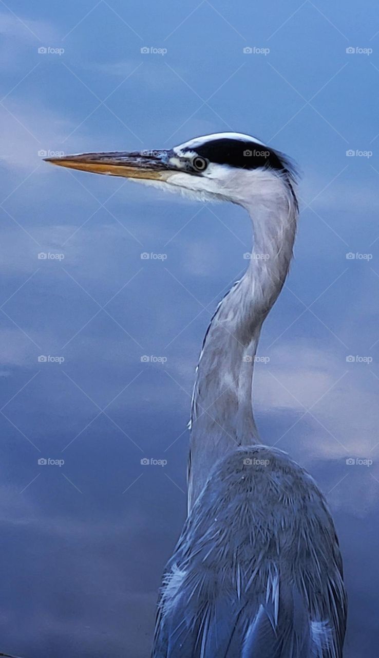 Heron in the mirror of the clouds in the water.