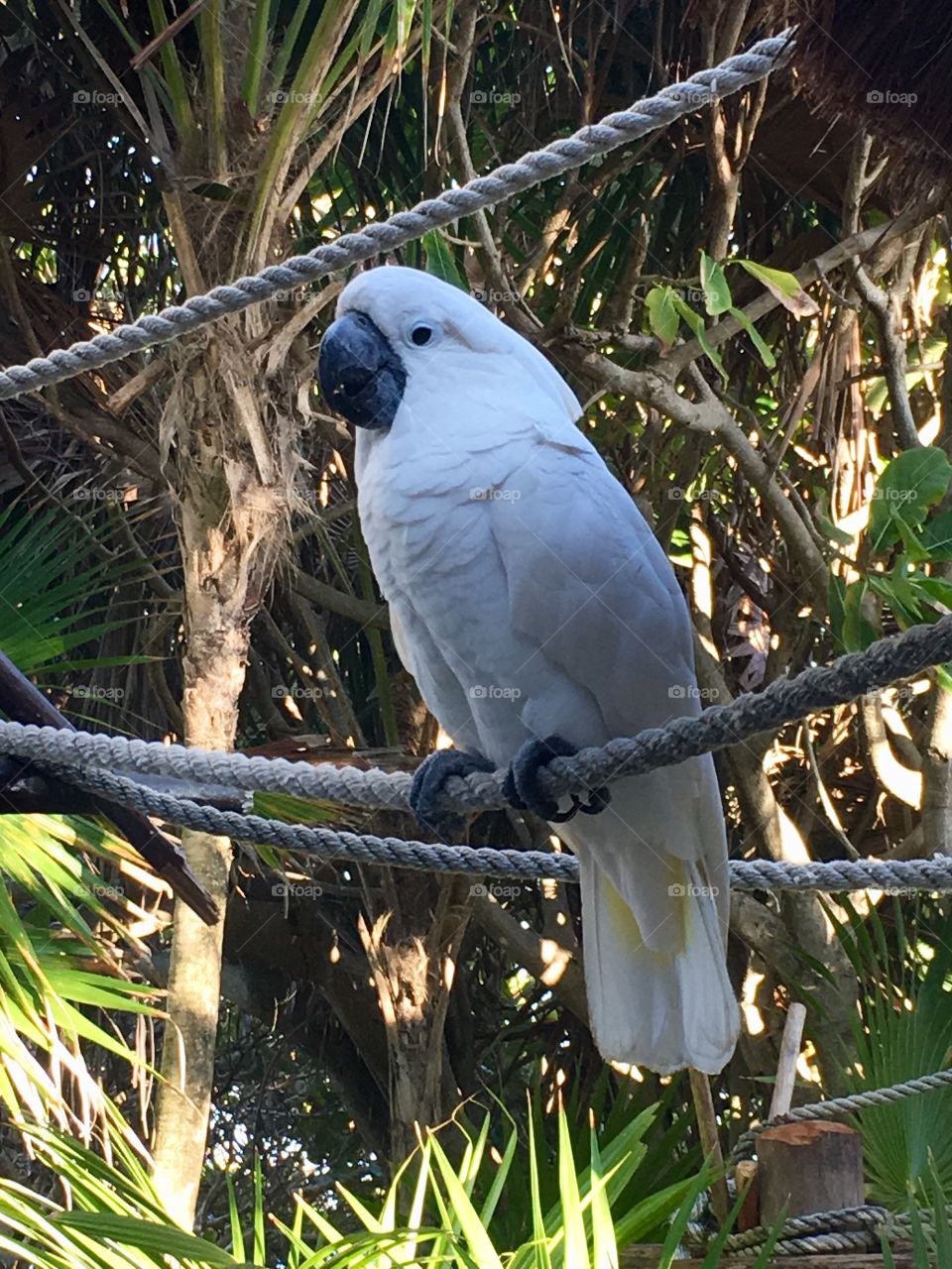 Parakeet, Cozumel, Mexico