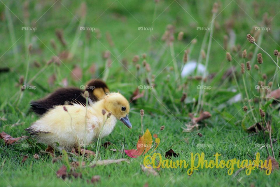 Babies on a bug hunt
