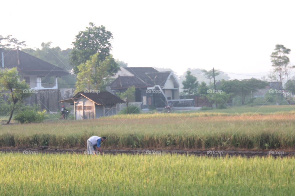 Agriculture, Farm, Rice, Cropland, Landscape