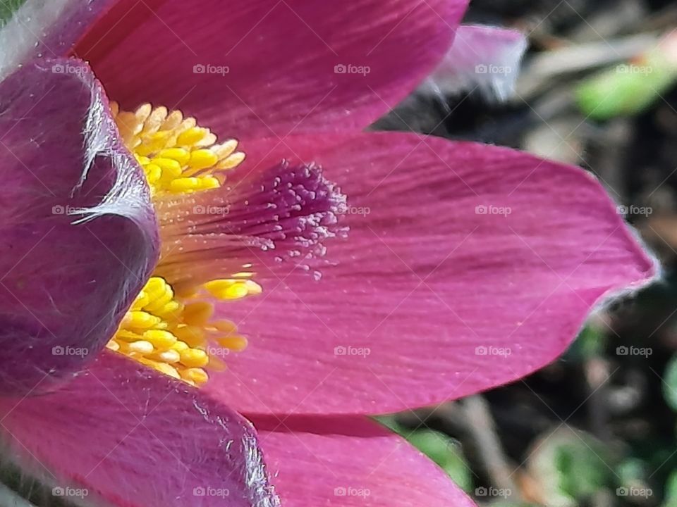 pink pasque-flower (Pulsatilla vulgaris)