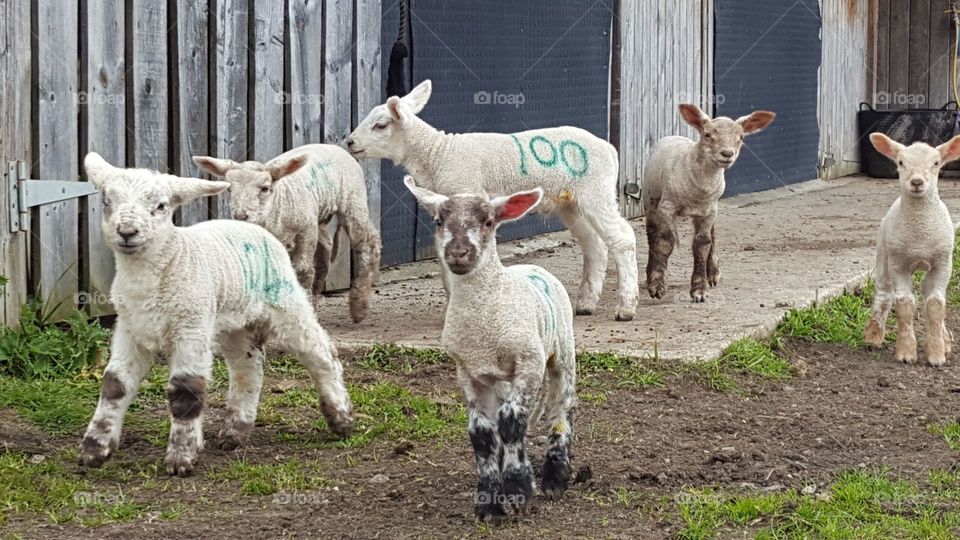 young  lambs