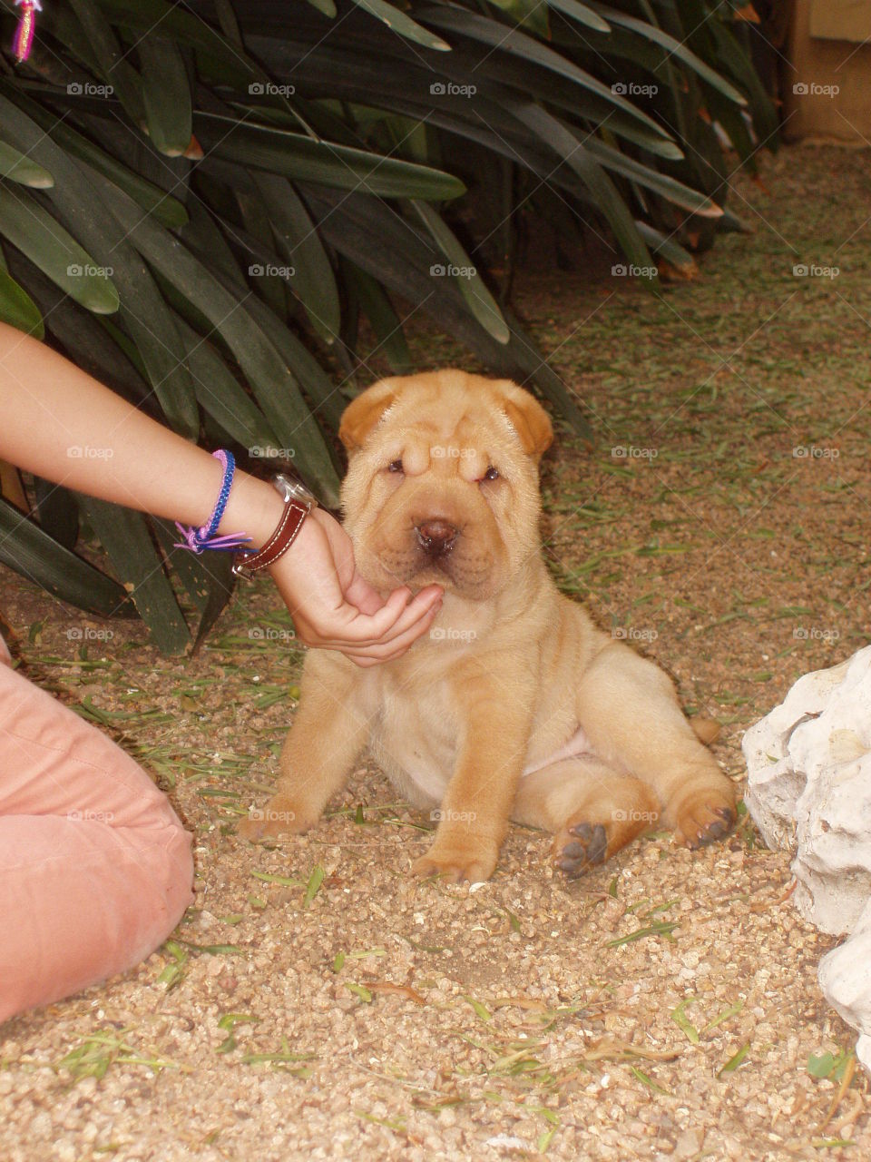 Sharpei puppy