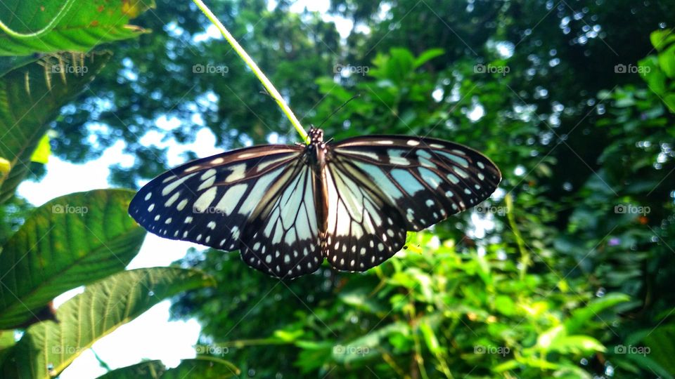 The beautiful Parantica aglea butterfly perched on a branch