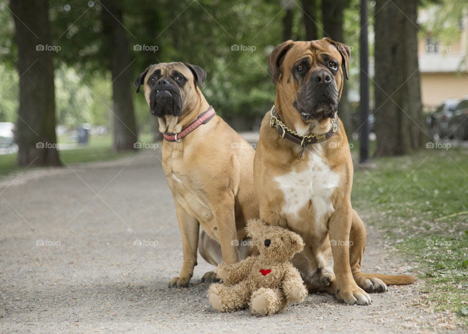 Two beautiful big bull mastiff loving their teddy bear 