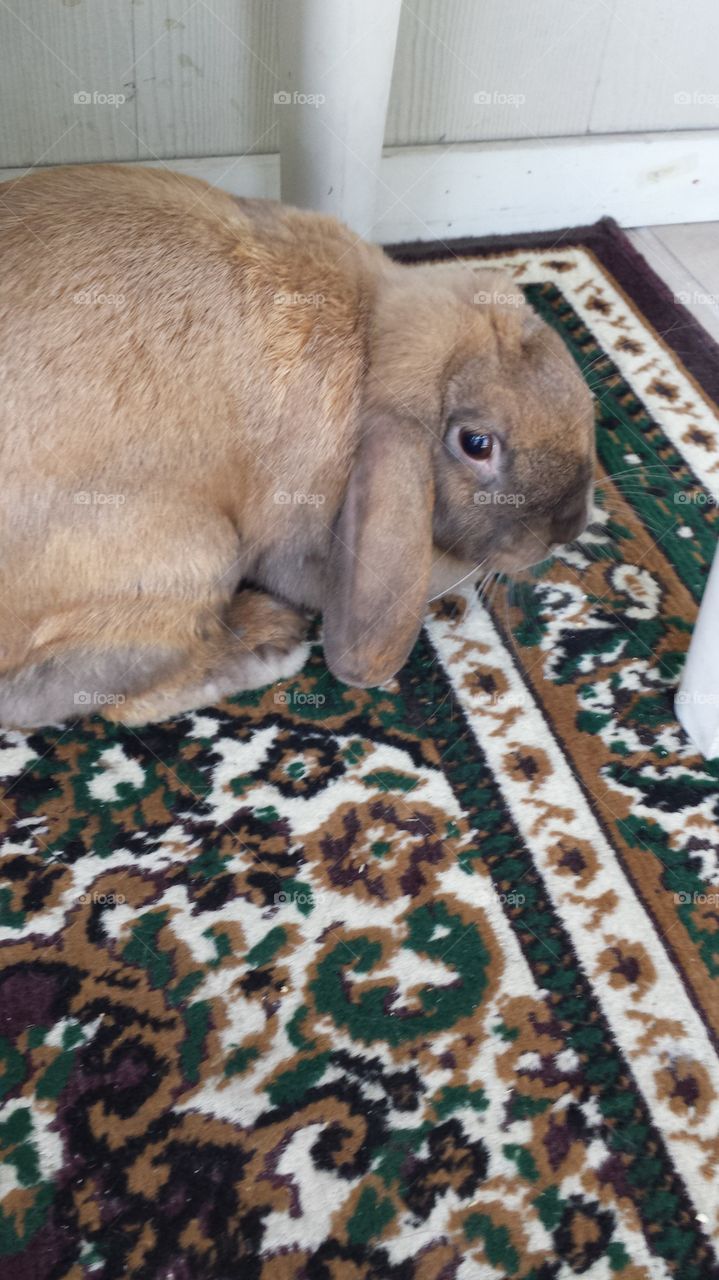Holland flop bunny ( long ears)