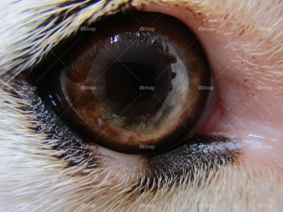 dog eye