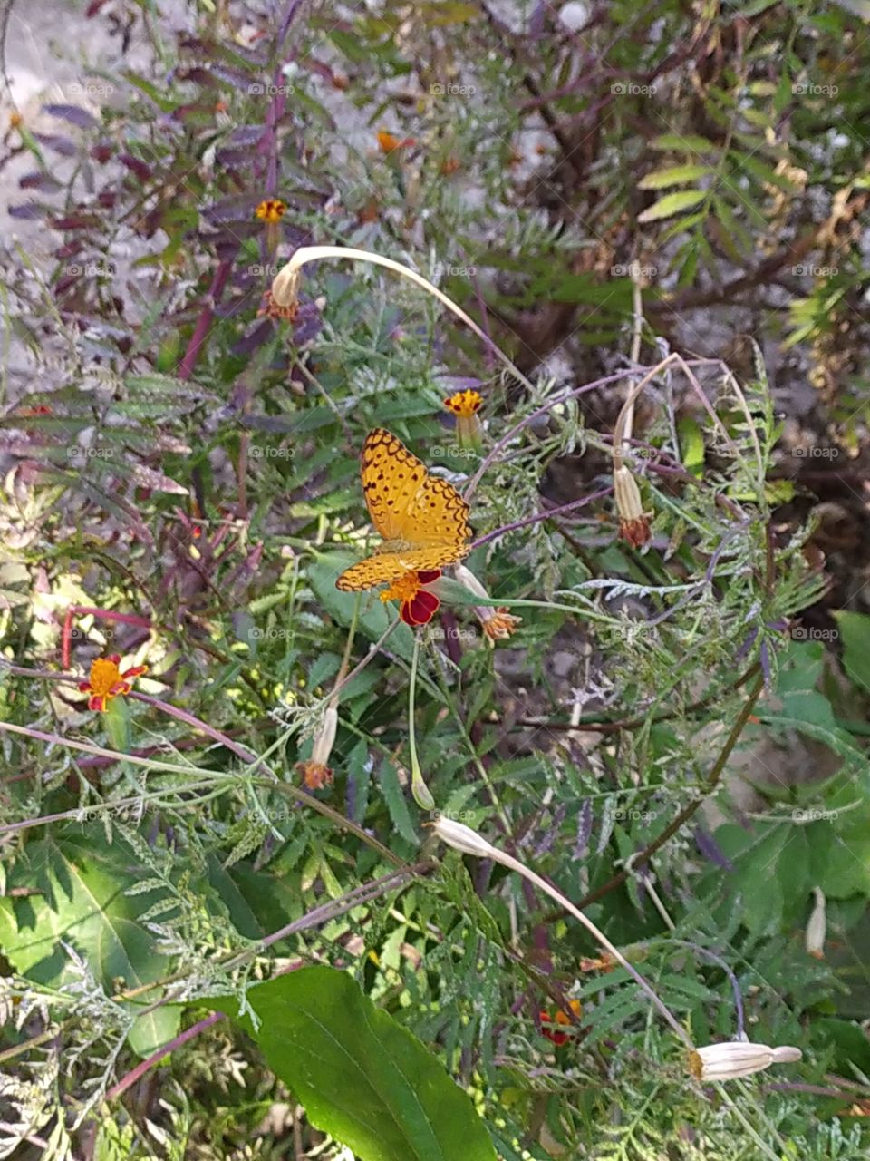 Thanks to this beautiful butterfly for letting me shoot it generously after a long and patient attempt