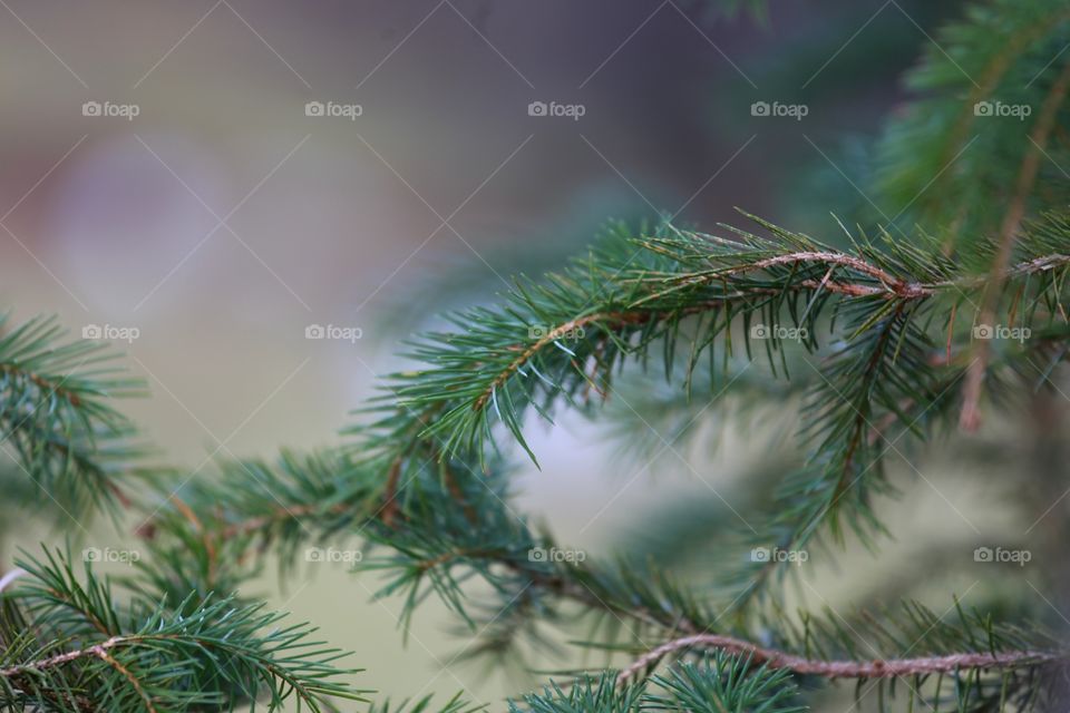 Pine