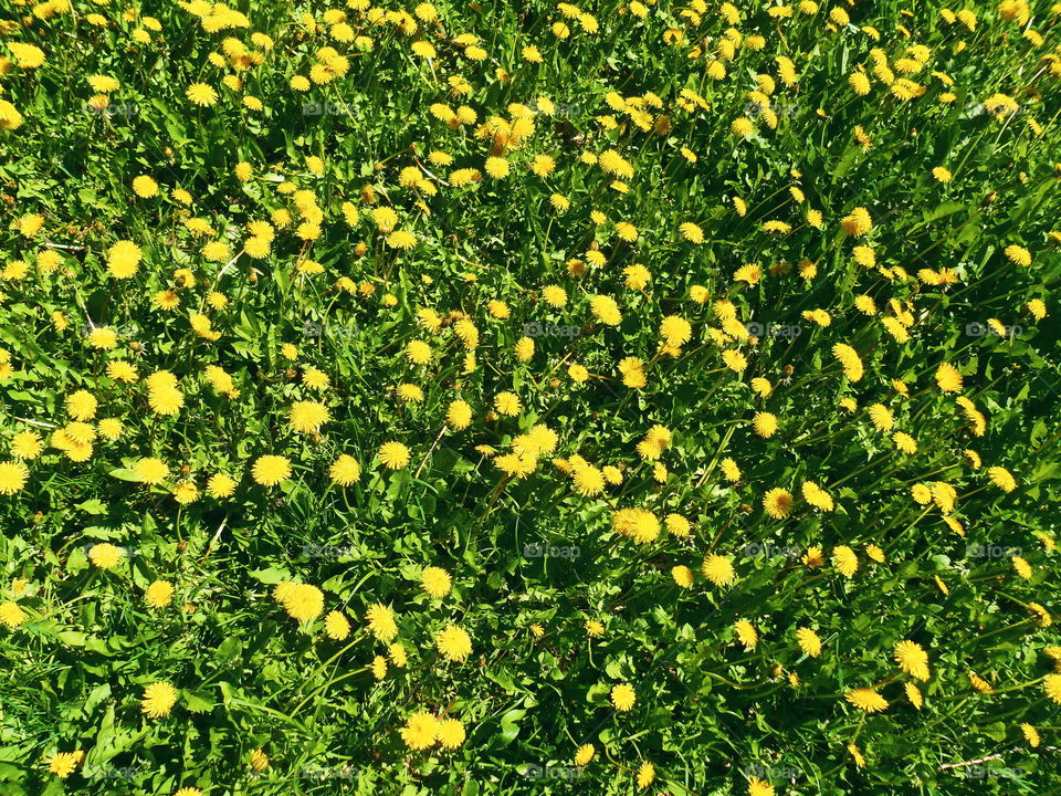 yellow dandelions