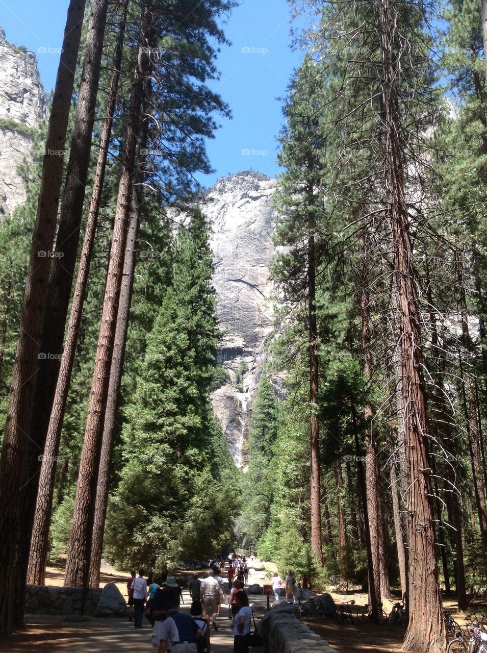 Trees in Yosemite 