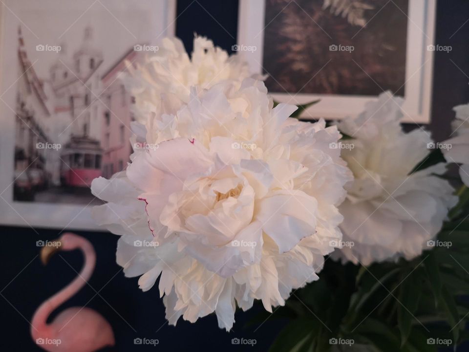 Beautuful white, blooming peonies. Flowers that have such a beautuful fluttering look