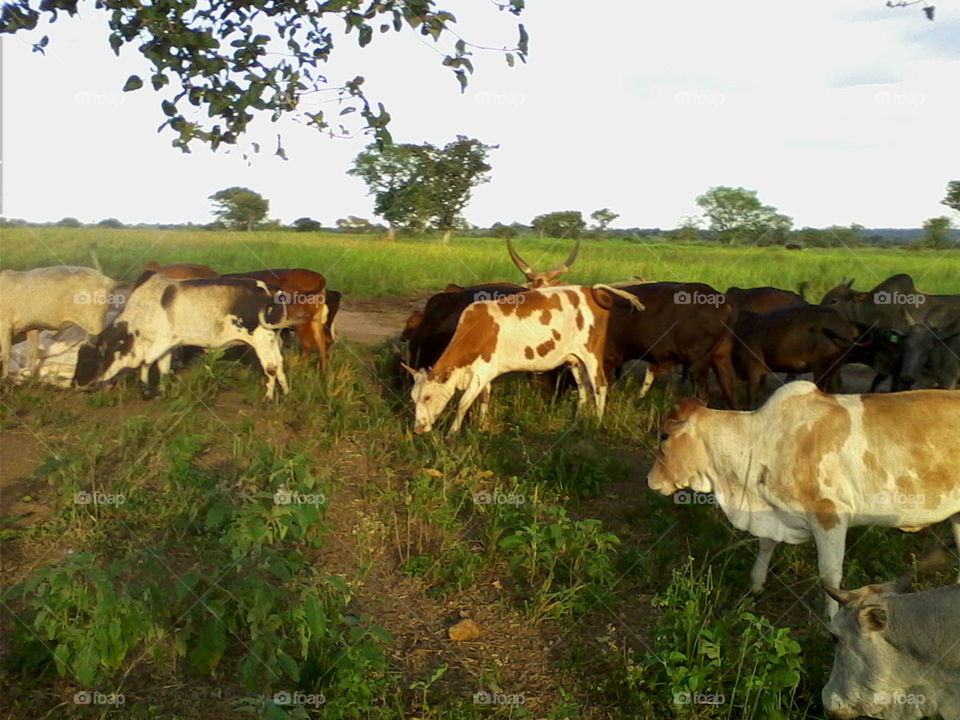 Indigenous Zebu cows.