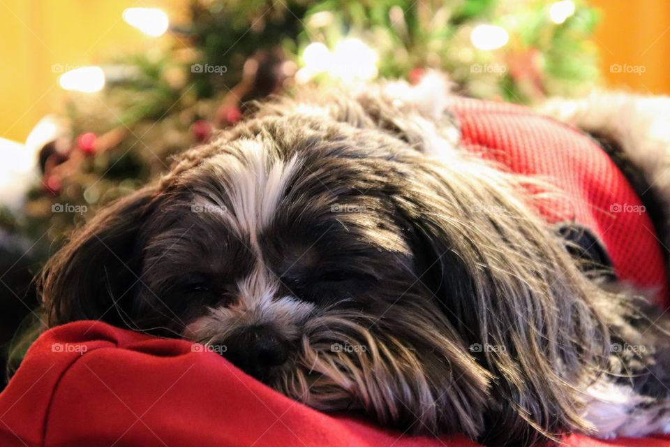 Dog resting on Christmas Day