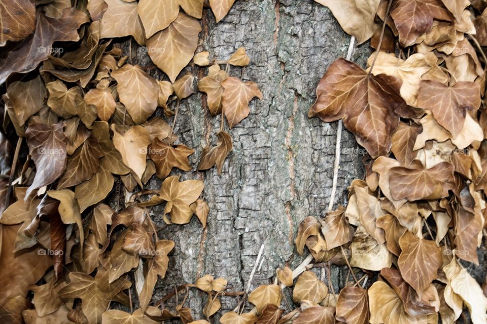 tree with yellowed yellow leaves, a frame for writing with an autumn motif