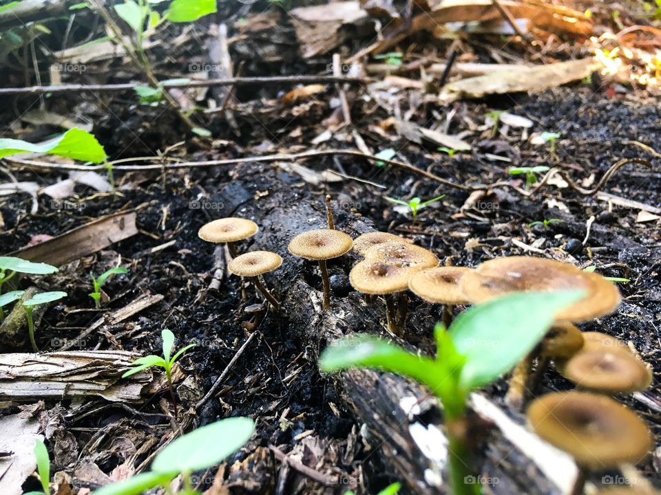 Small mushrooms on a Tuesday 