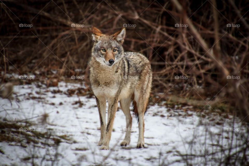 Coyote in a snowy park