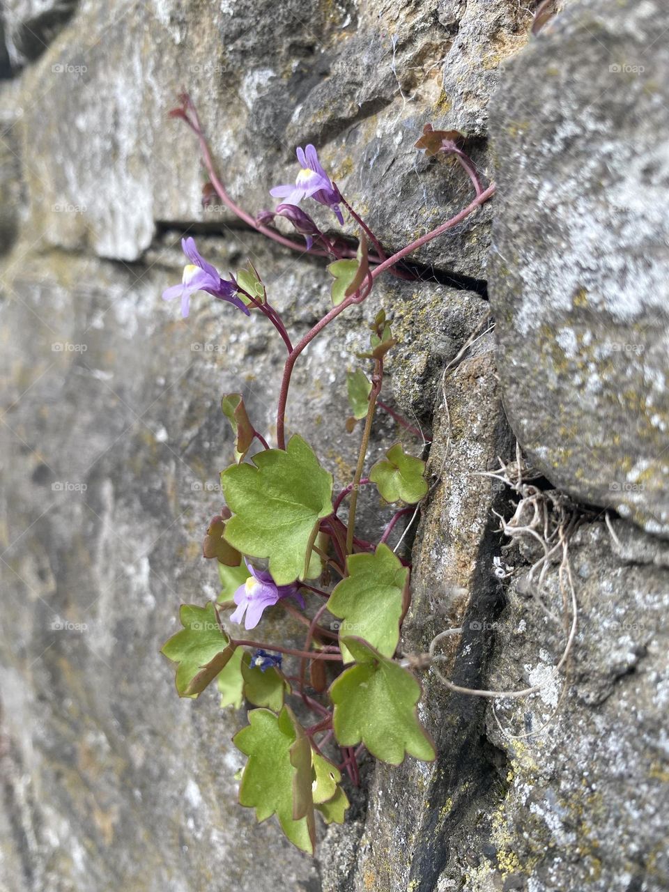 Plant on rock wall